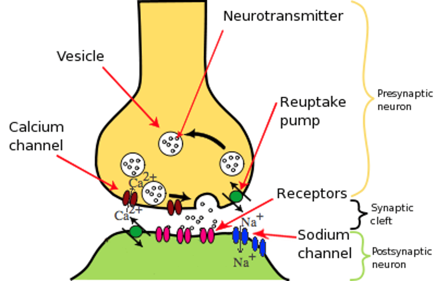 knowt flashcard image