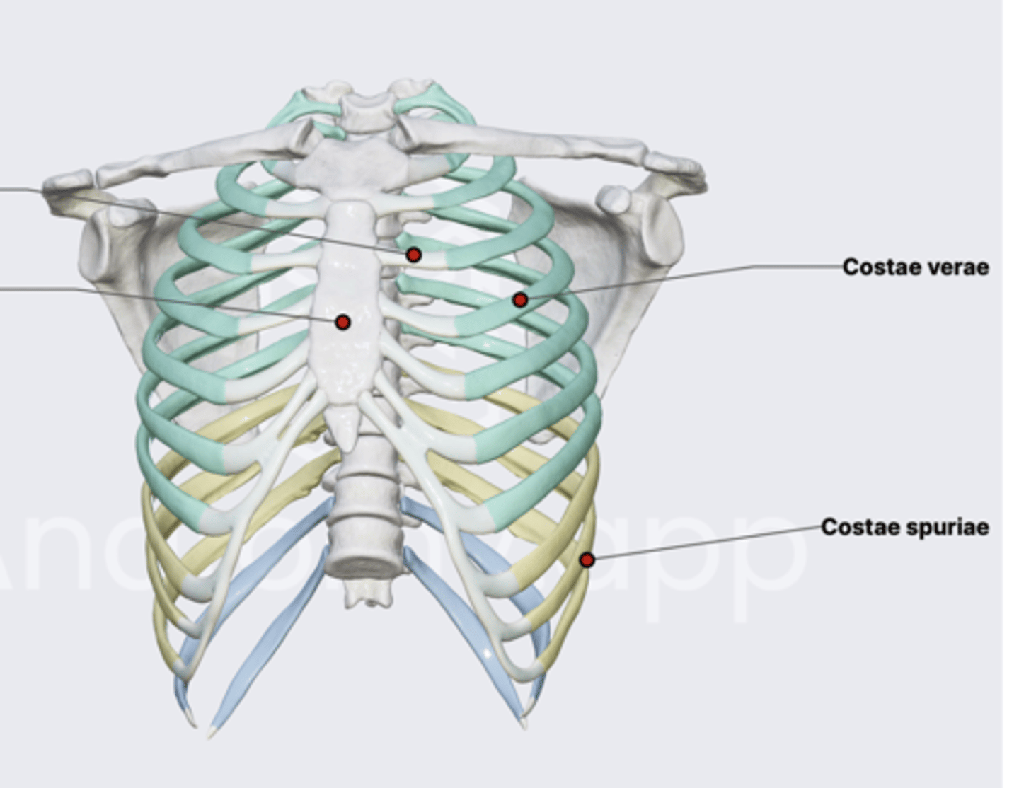 <p>Costae spuriae (false ribs) or costae vertebrochondrales - costae VIII-X, which are connected to the sternum indirectly viacartilago costalis of ribs above them;</p>