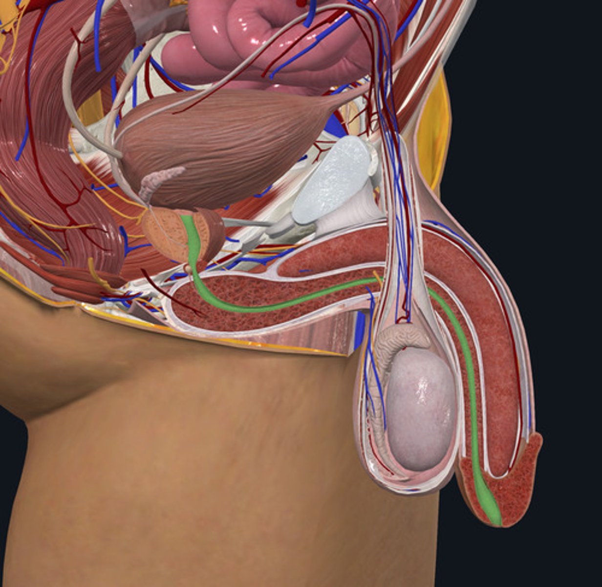 <p>ID Structure Highlighted Green</p>