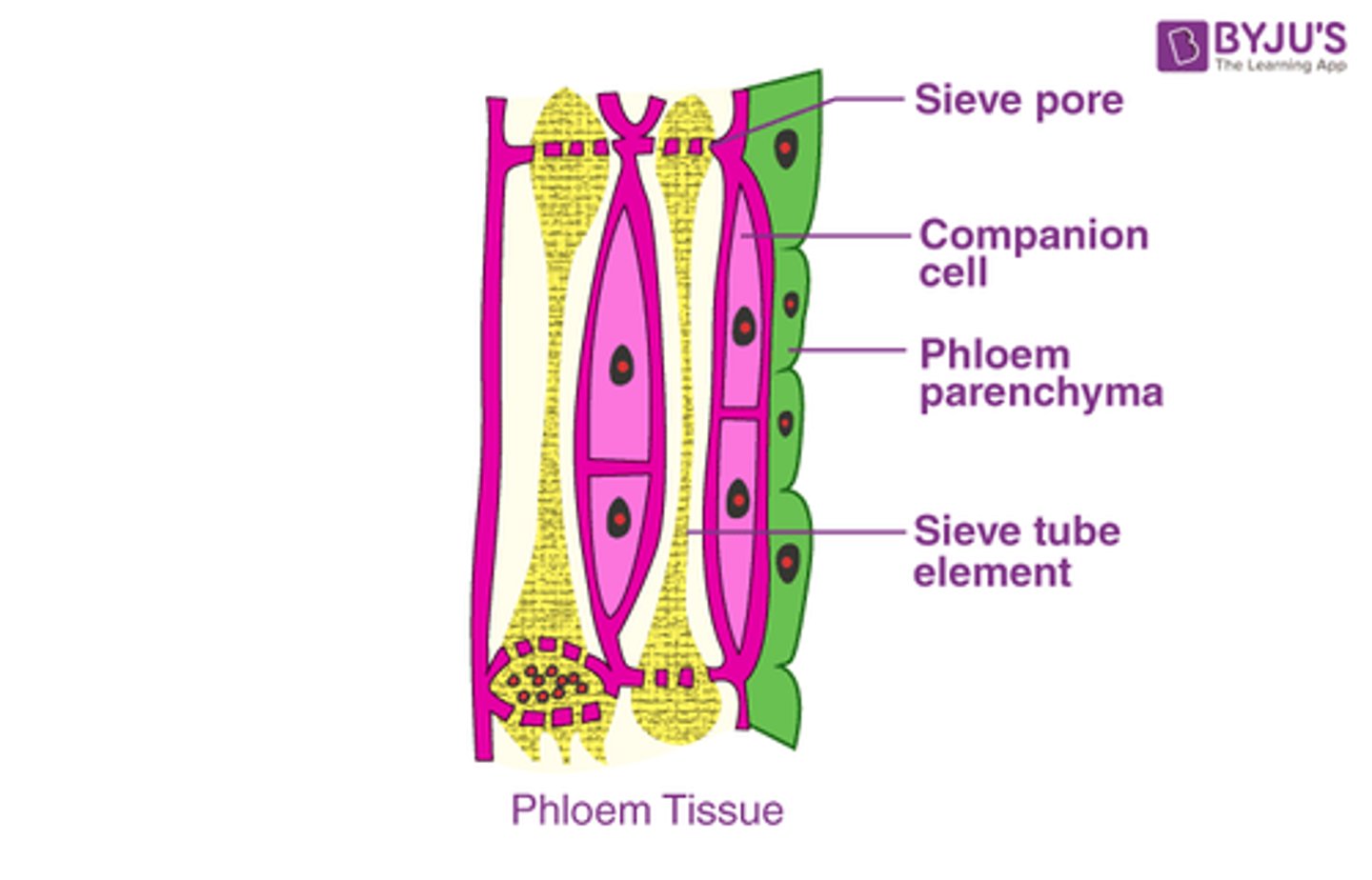 <p>- Consists of sieve elements and companion cells</p><p>- Sieve elements are joined end to end to form sieve tubes</p><p>- Next to each sieve element is a companion cell with dense cytoplasm and many mitochondria</p>