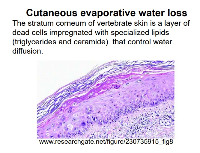 <ul><li><p>The outermost layer of dead, flattened cells in vertebrate skin, rich in intercellular lipids (e.g., triglycerides, ceramides, free fatty acids, cholesterol). </p></li><li><p>This lipid-rich matrix forms a highly effective barrier to water diffusion, preventing uncontrolled water loss from the body.</p></li></ul><p></p>