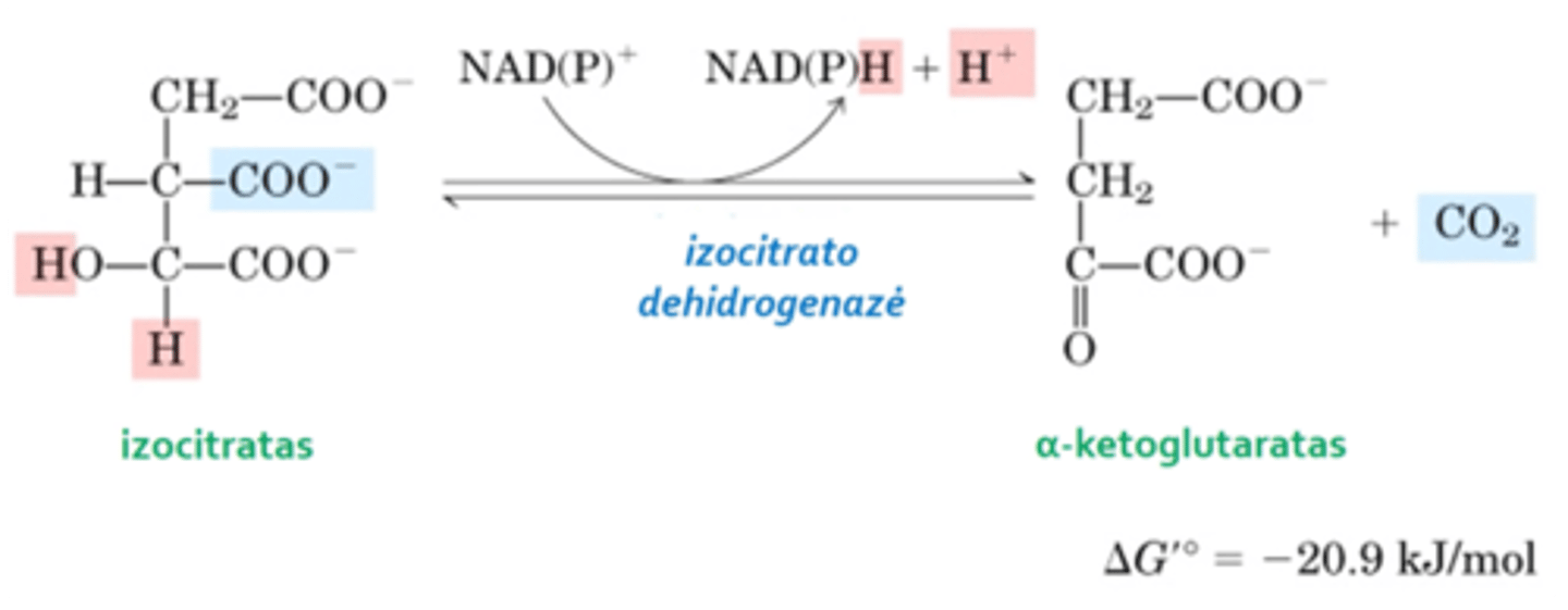 <p>3. Oksidacijos-redukcijos reakcija, izocitratas yra dekarboksilinamas ir virsta alpha-ketoglutaratu (rūgštimi)</p>