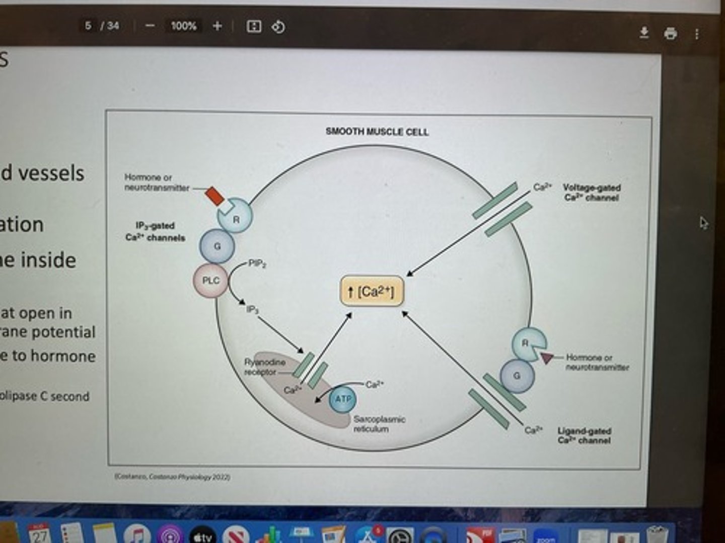 <p>-regulates vessel diameter <br>-surrounds vessels (arterioles) and facilitate vasoconstriction and vasodilation <br>-Ca++ made available to inside of cell: VG Ca++ channels that open in response to changes in membrane potential and channels that open in response to hormone or neurotransmitter (IP3-gated (phospholipids C second messenger system) and ligand-gated Ca++ channels)</p>