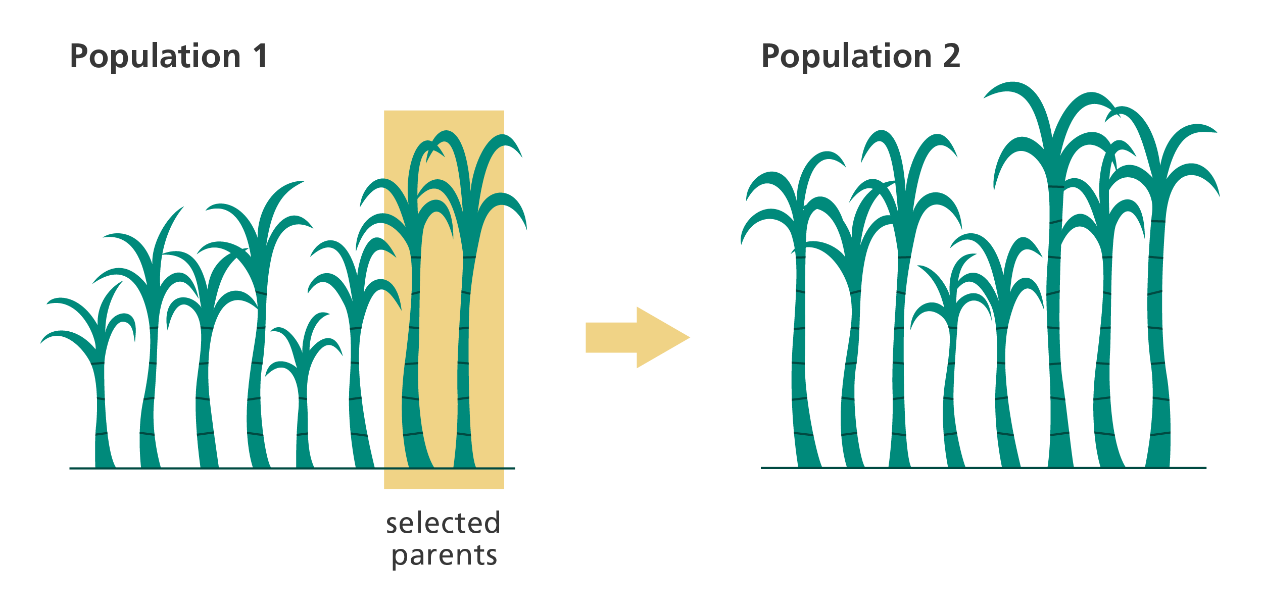 <p>Selective breeding is humans selecting traits for reproduction. It is an artificial, sped up version of natural selection.&nbsp;This method artificially demonstrates evolution and helps humans to understand it.</p><p>Selective breeding shows that species can change over time when certain traits are selected for. Traits that help survival are selected for, and trends that don’t disappear</p>