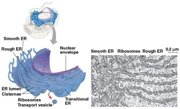 <p>Endoplasmic reticulum (ER)</p>