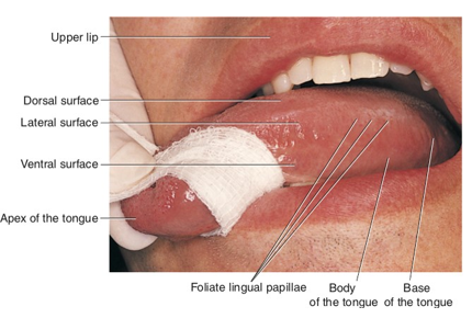<ul><li><p>located on the lateral surface of the tongue</p></li><li><p>vertical ridges </p></li></ul><p></p>