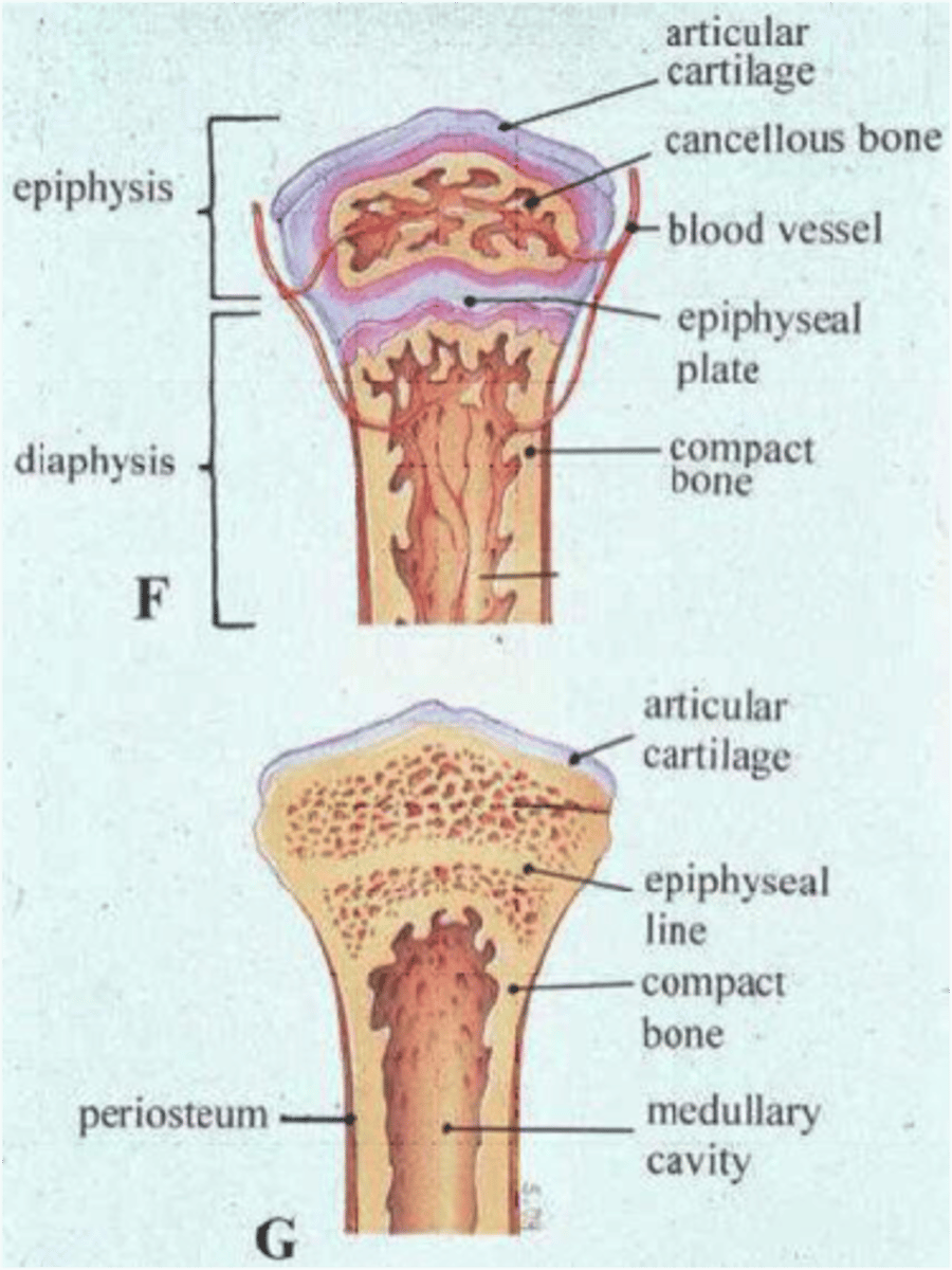 <p>when ________ happens, bone lengthening ceases because requires presence of cartilage; bone of epiphysis and diaphysis fuses; females - about 18 years; males - about 21 years</p>