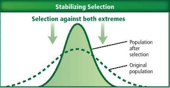 <p>eliminates individuals that have extreme or unusual traits</p>