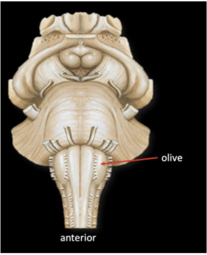 <p>Olive</p>