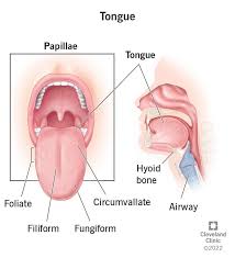 <p>a series of muscles anchored inside the mouth by webs of strong tissue; covered in mucosa and has papillae and taste buds</p>