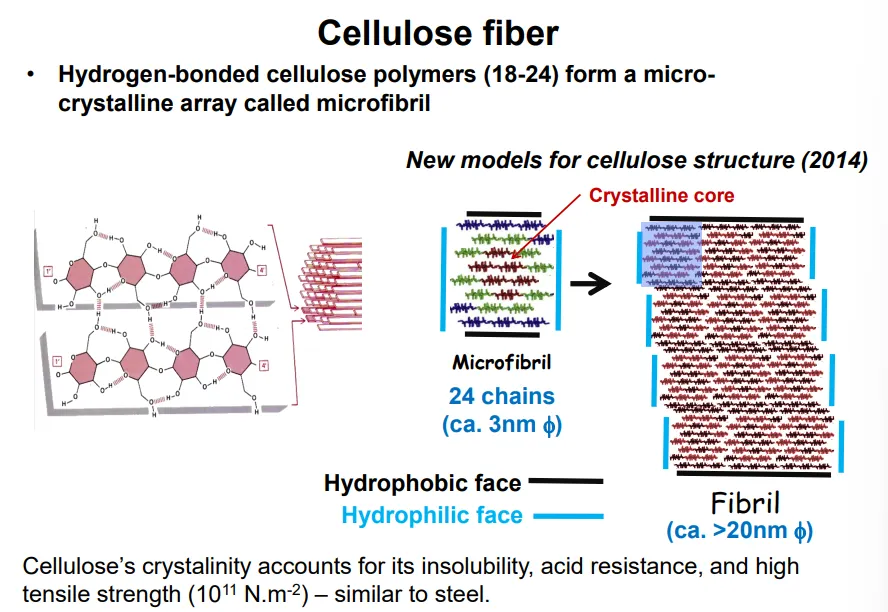 <ul><li><p>cellulose polymers are produced right next to each other so that they form hydrogen bonds together</p></li><li><p>this produces a long sheet of adjacent polymer molecules, which is hydrophilic at the edges but hydrophobic on either face</p></li><li><p>these stack into microfibrils, which have a crystalline core, that can assemble into fibrils due to having a hydrophobic faces on the top and bottom and a hydrophilic faces on either side</p></li></ul><p></p>
