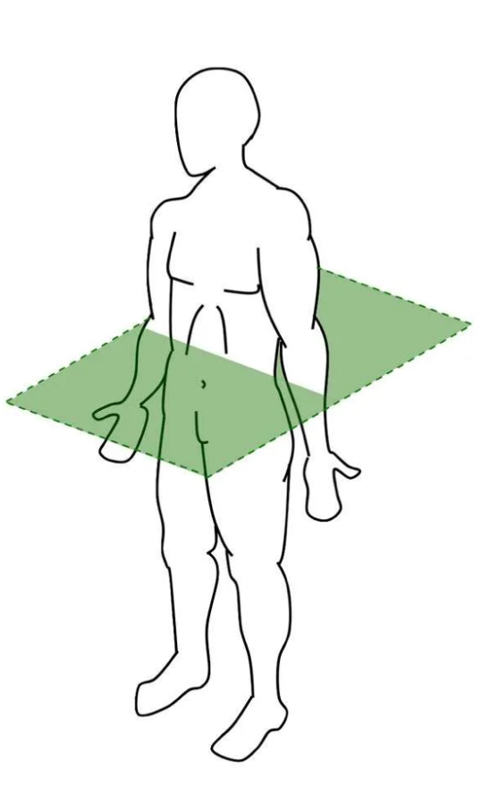 <p>Transverse</p>
