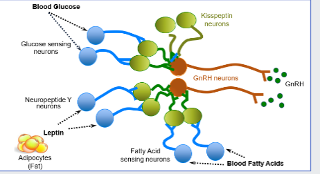 <p>just a summary so adipocytes(fat), glucose and fatty acids influence it</p>