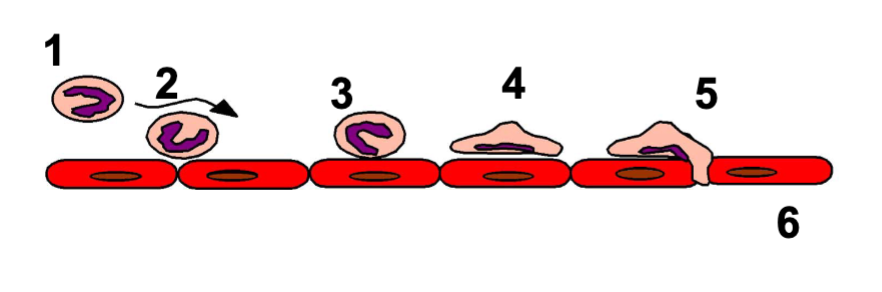 <p>margination</p><p>tethering &amp; rolling</p><p>integrin activation</p><p>firm adhesion</p><p>transmigration (diapedesis)</p><p>migration in interstitial tissue (chemotaxis)</p>