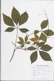 <p>Parthenocissus quinquefolia</p>