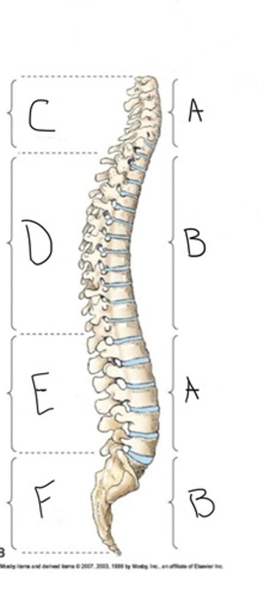 <p>What kind of curvatures are B?</p>