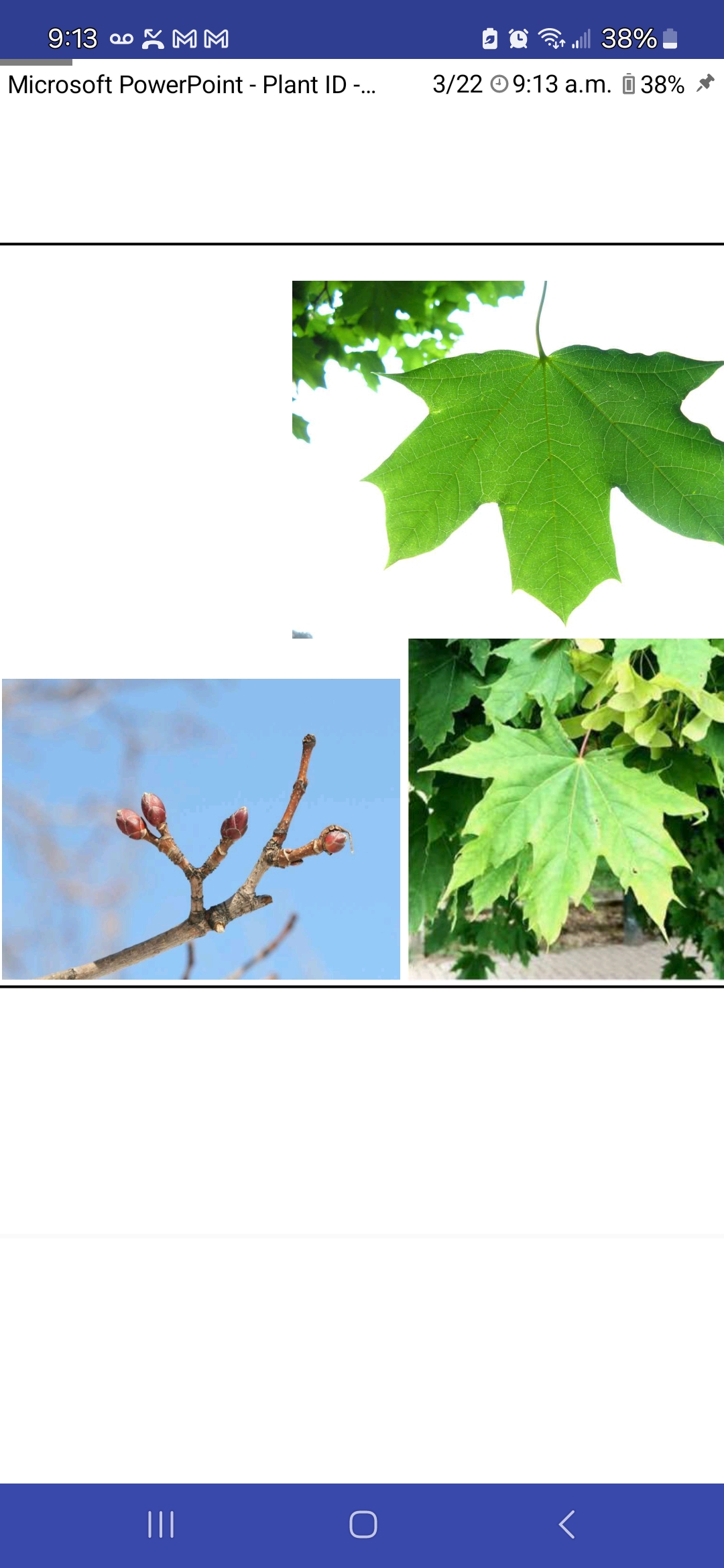 <p>Acer platanoides, Sapindaceae</p>
