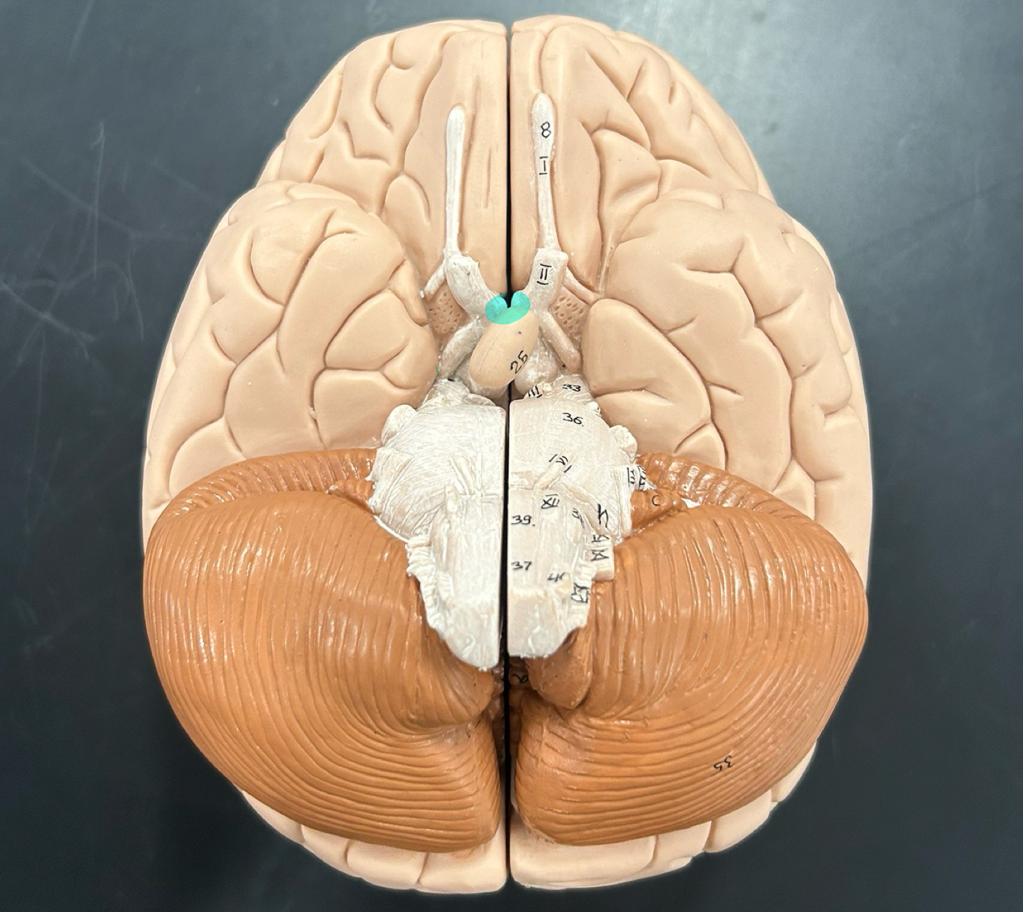 knowt flashcard image