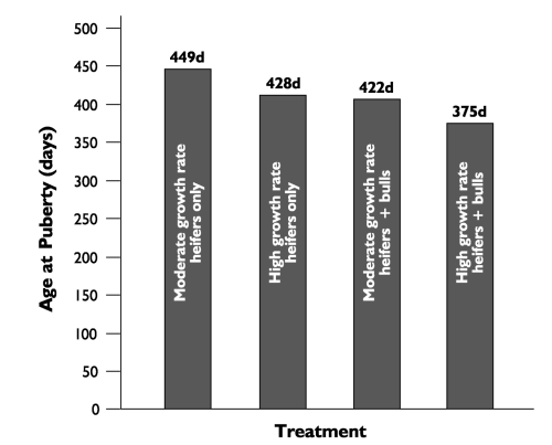 <p>Bulls ____ the onset of puberty in heifers </p>
