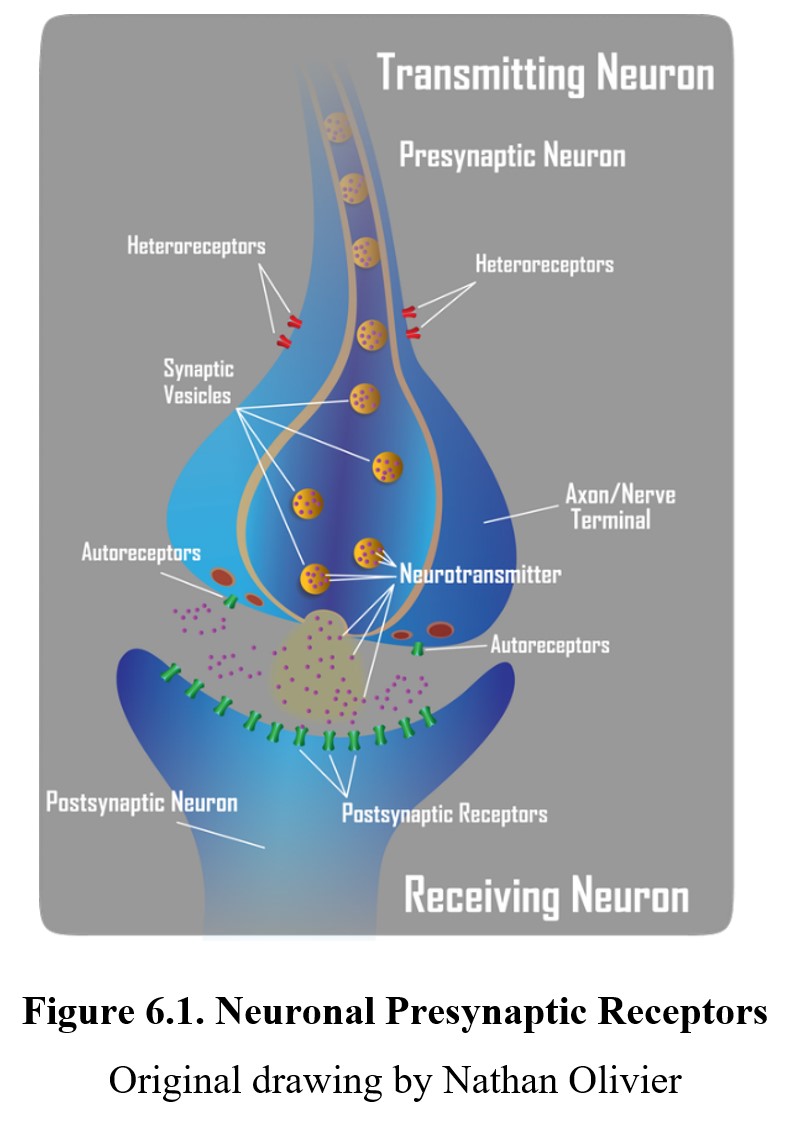 <p>receptors located on the <strong>presynaptic button</strong> that are sensitive to a neurotransmitter from another neuron</p>