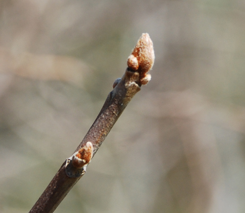<ul><li><p>edge growth, vines / carpet</p></li><li><p>alt branch</p></li><li><p>leaves: groups of 3, 7-10 in, ovate, irregularly toothed, shiny grn</p></li><li><p>buds: naked, fuzzy, brn, ¼ in</p></li><li><p>twigs: slender, grey-red / brn</p></li><li><p>repro: grn / white round berries in clusters</p></li></ul>