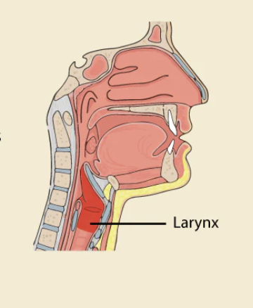 <p>Larynx</p>