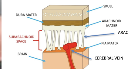 <p>“middle layer”</p><ul><li><p>thin transparent membrane </p></li><li><p>large number of filaments (arachnoid trabecular) pass from arachnoid through the subarachnoid space to blend with tissue of Pia mater </p></li><li><p>arachnoid subspace contains blood vessels CSF</p></li></ul><p></p>
