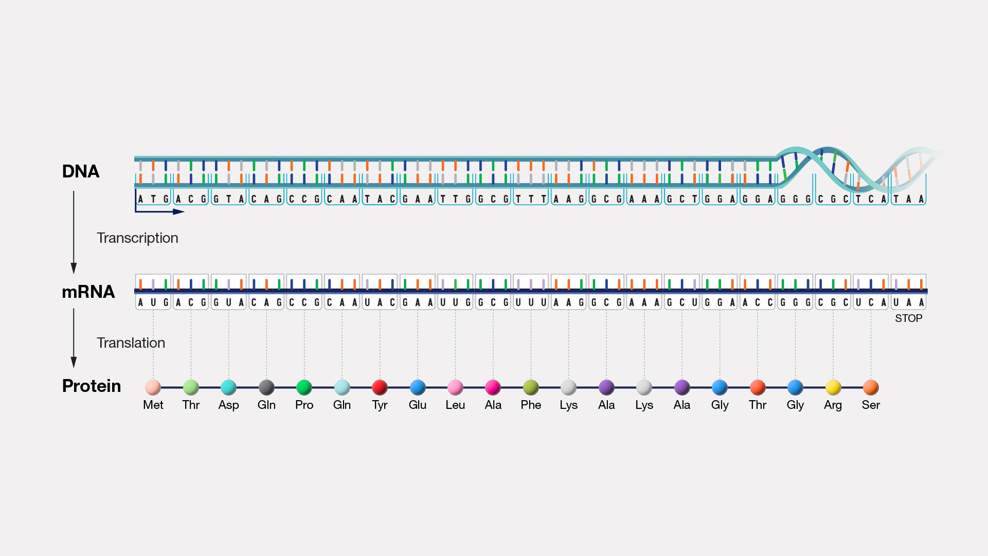 <ul><li><p class="Paragraph SCXW124872381 BCX0" style="text-align: left;"><span style="line-height: 20.925px;"><span>The chemical nature of the gene </span></span></p></li></ul><ul><li><p class="Paragraph SCXW124872381 BCX0" style="text-align: left;"><span style="line-height: 20.925px;"><span>How genetic information is encoded, replicated, and expressed </span></span></p></li></ul><ul><li><p class="Paragraph SCXW124872381 BCX0" style="text-align: left;"><span style="line-height: 20.925px;"><span>Focus is the gene and its structure, organization, and function</span></span></p></li></ul><p></p>