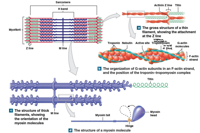 <p>Myosin is a golf club lookin ahhh because </p>