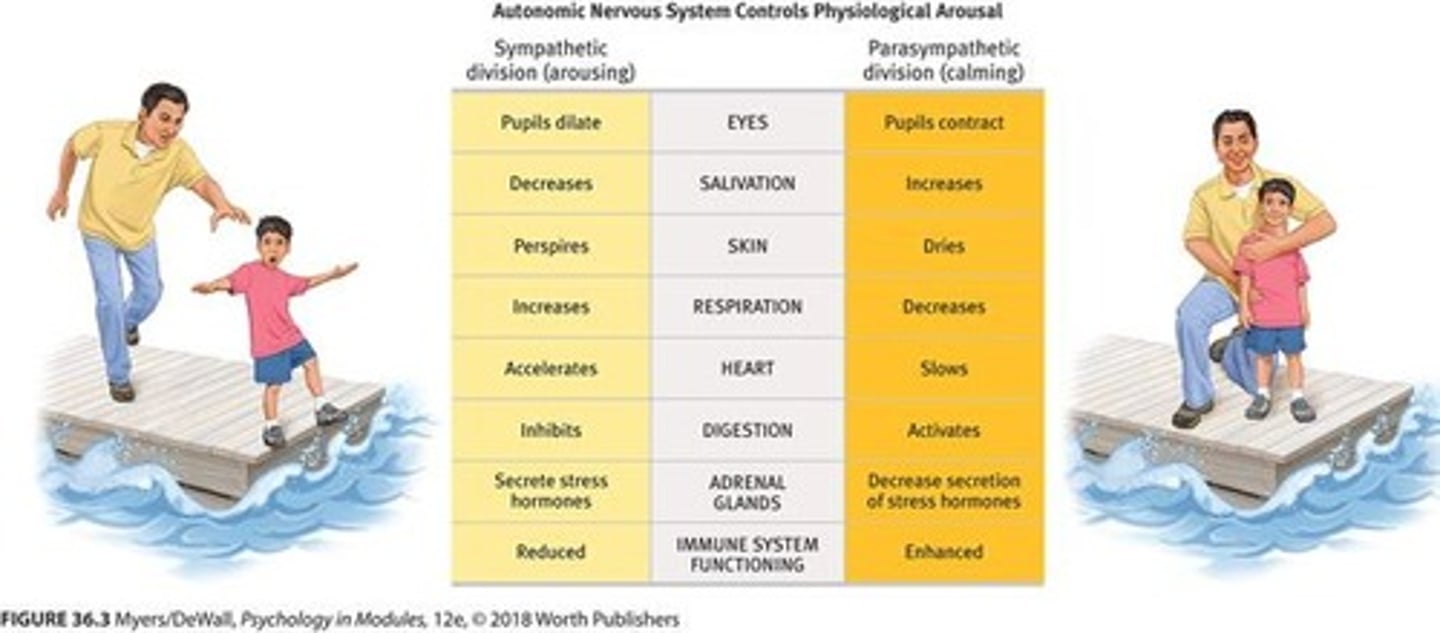 <p>It arouses us for intense experiences of emotion, pumping out stress hormones.</p>