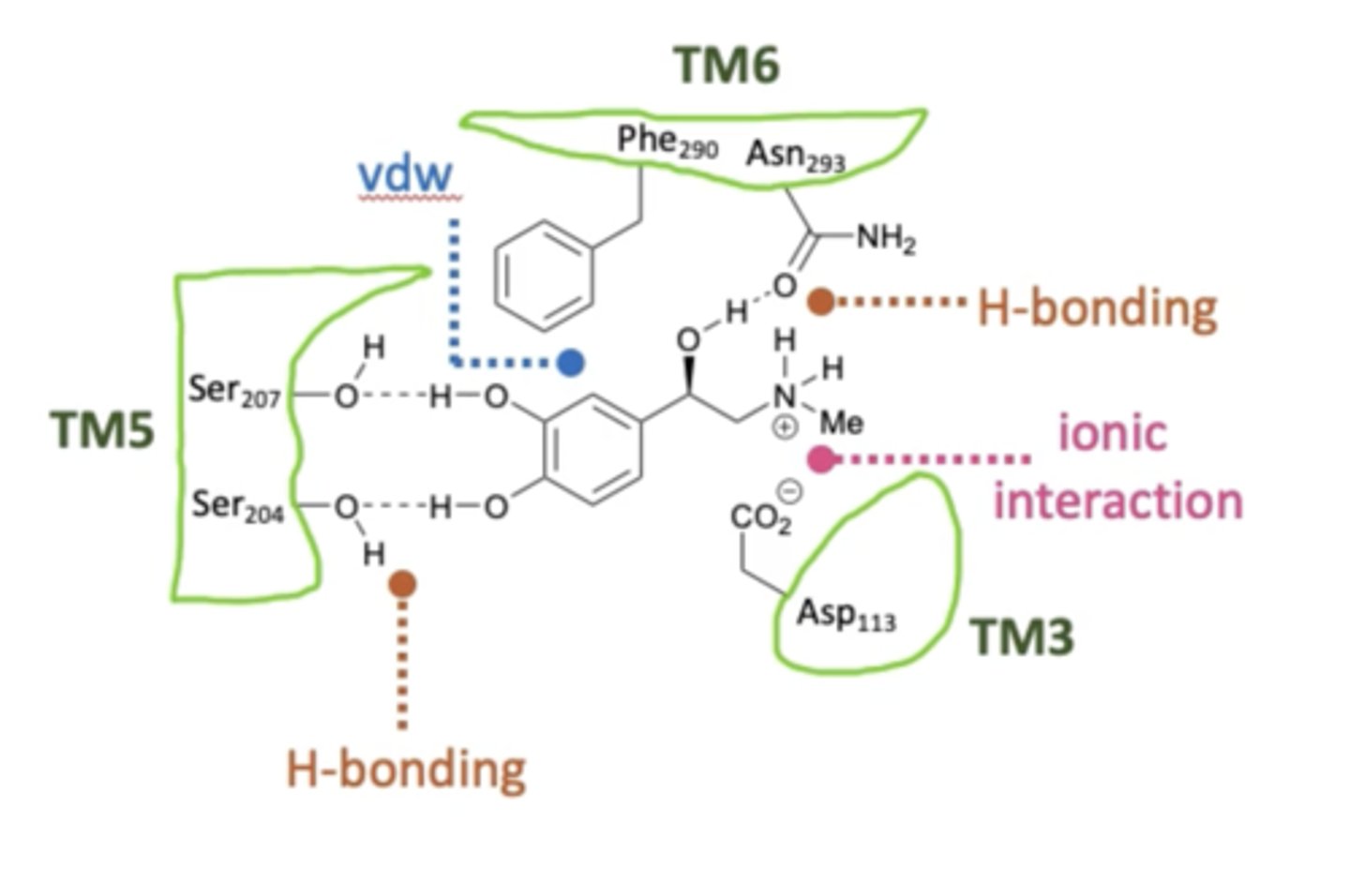 <p>- Two hydrogen bonds with donors on the catechol group.</p><p>- Hydrogen bond with hydroxyl donor group on the chain.</p><p>- Ionic bond with amine group at physiological pH.</p><p>- Pi-Pi stacking with aromatic ring.</p>