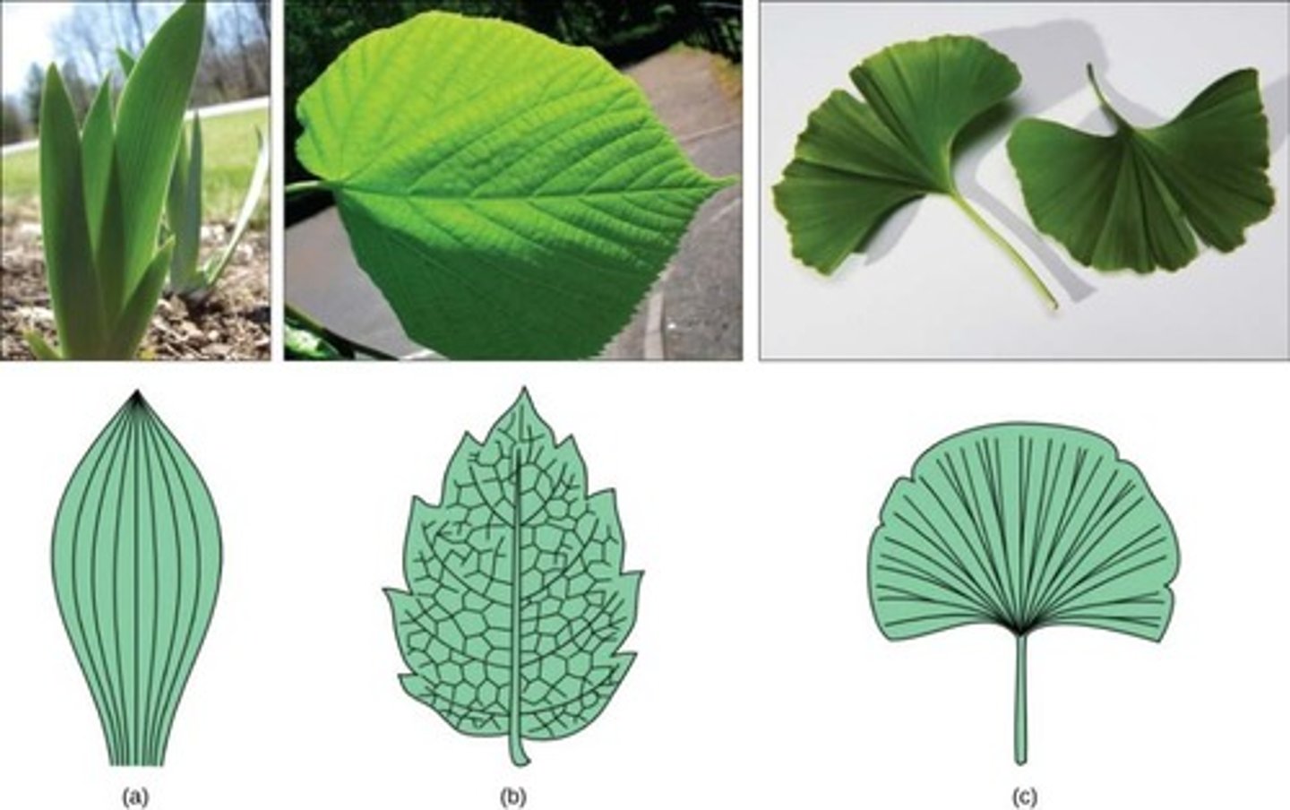 <p>Monocot leaves have parallel venation, while eudicot leaves have a net-like venation pattern.</p>