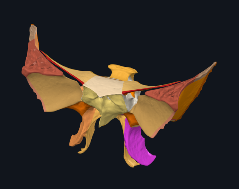 <p>What is highlighted in pink</p>