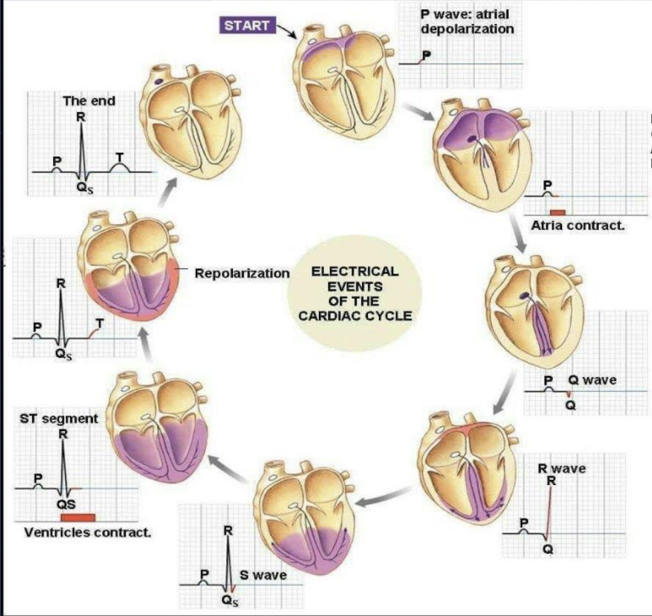 <ol><li><p>Q wave = the initial ventricular depolarization, specifically the signal traveling down the intraventricular septum from left to right</p></li><li><p>R wave = reflect the major ventricular depolarization, the bulk of both ventricle depolarizing through the Purkinje fibers</p></li><li><p>S wave = the final phase of ventricular depolarization, specificlaly the activation of the upper parts of the ventricles → depolarization is complex and the ventricle contracts at the end of the QRS complex</p></li><li><p>ST segment = ventricles are fullu depolarized and conractions</p></li></ol><p></p>