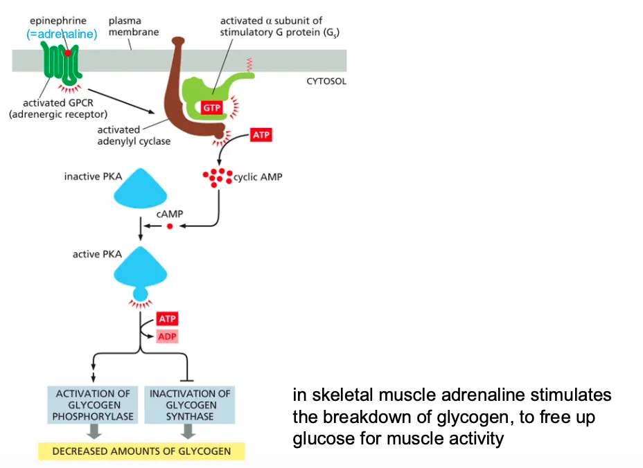 <ul><li><p>Epinephrine stimulates glycogen breakdown in skeletal muscle cells.</p></li><li><p>The hormone activates a GPCR, which turns on a G protein (Gs) that activates <strong><em>adenylyl cyclase</em></strong> to boost the production of cyclic AMP. The increase in cyclic AMP activates PKA, which phosphorylates and activates an enzyme called phosphorylase kinase.</p></li><li><p>This <strong><em>kinase</em></strong> activates glycogen phosphorylase, the enzyme that breaks down glycogen (see Figure 13–22). Because these reactions do not involve changes in gene transcription or new protein synthesis, they occur rapidly.</p></li><li><p>In muscle u get <strong><em>cAMP</em></strong> activation which in skeletal muscle adrenaline stimulates the breakdown of glycogen, to free up glucose for muscle activity.</p></li></ul><p><em>→ In skeletal muscle adrenaline stimulates the breakdown of glycogen, to free up glucose for muscle activity.</em></p>