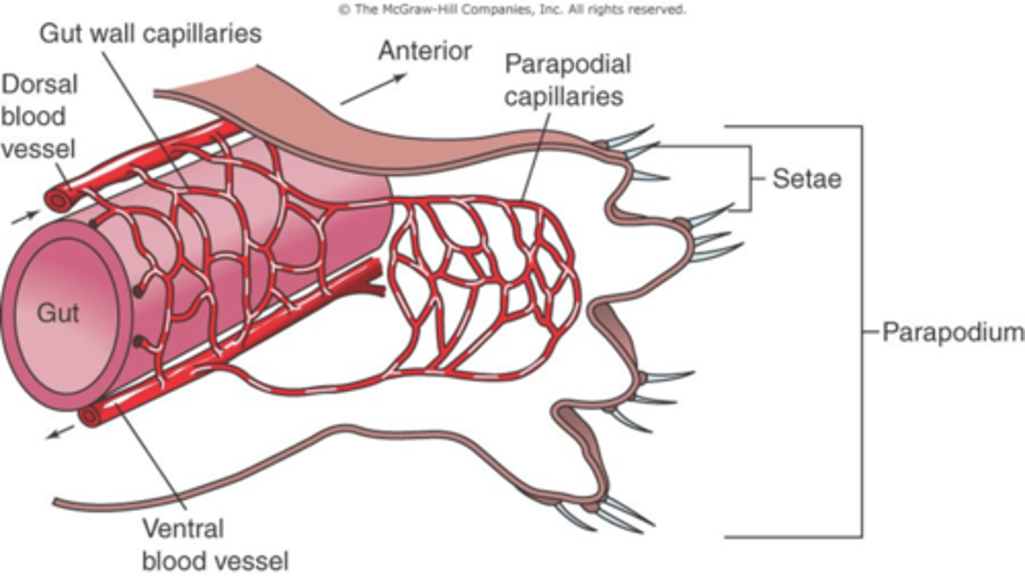 <p>The respiratory gases of most annelids simply diffuse across the body wall with parapodia. What benefit would parapodia have in gas exchange and circulation</p>