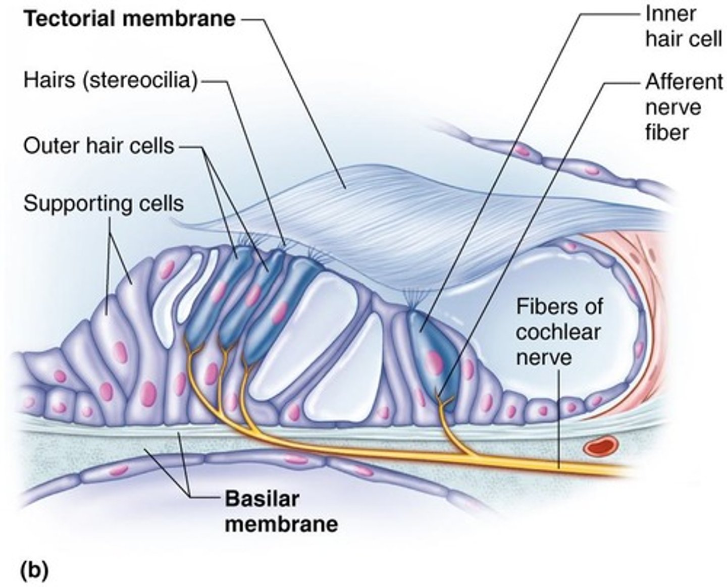 <p>Contains hair cells covered by jelly-like material.</p>
