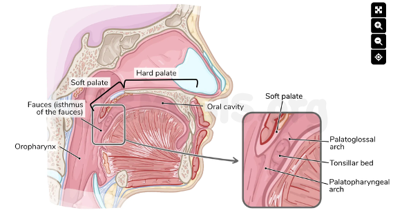 knowt flashcard image