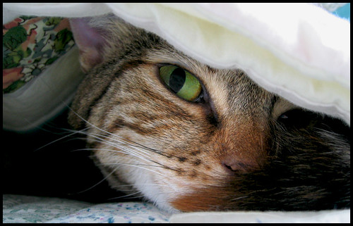 to hide