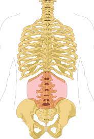 <p>the part of the spinal cord/back between the ribs and the hipbones (5 vertebrae)</p>