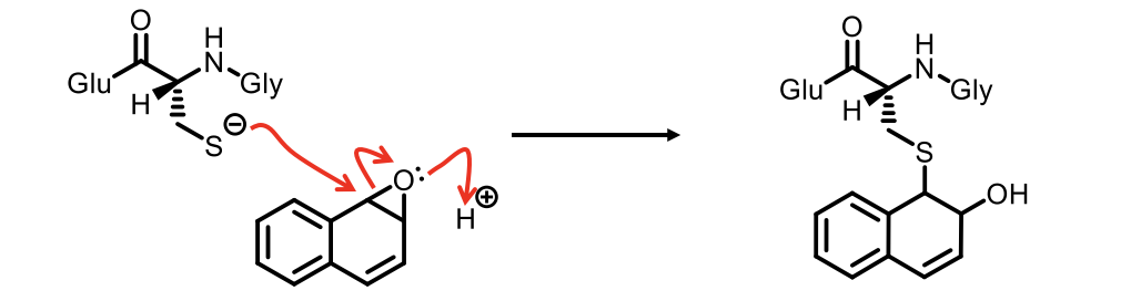 <p>Remember detoxifies electrophiles (electron deficiency)</p><ul><li><p>SH is deprotonated by enzyme</p></li><li><p>Increases activity </p></li><li><p>Protonates O which is a bad leaving group to form OH</p></li><li><p>Important for metabolism of polycyclic aromatic compounds</p></li></ul><p></p>