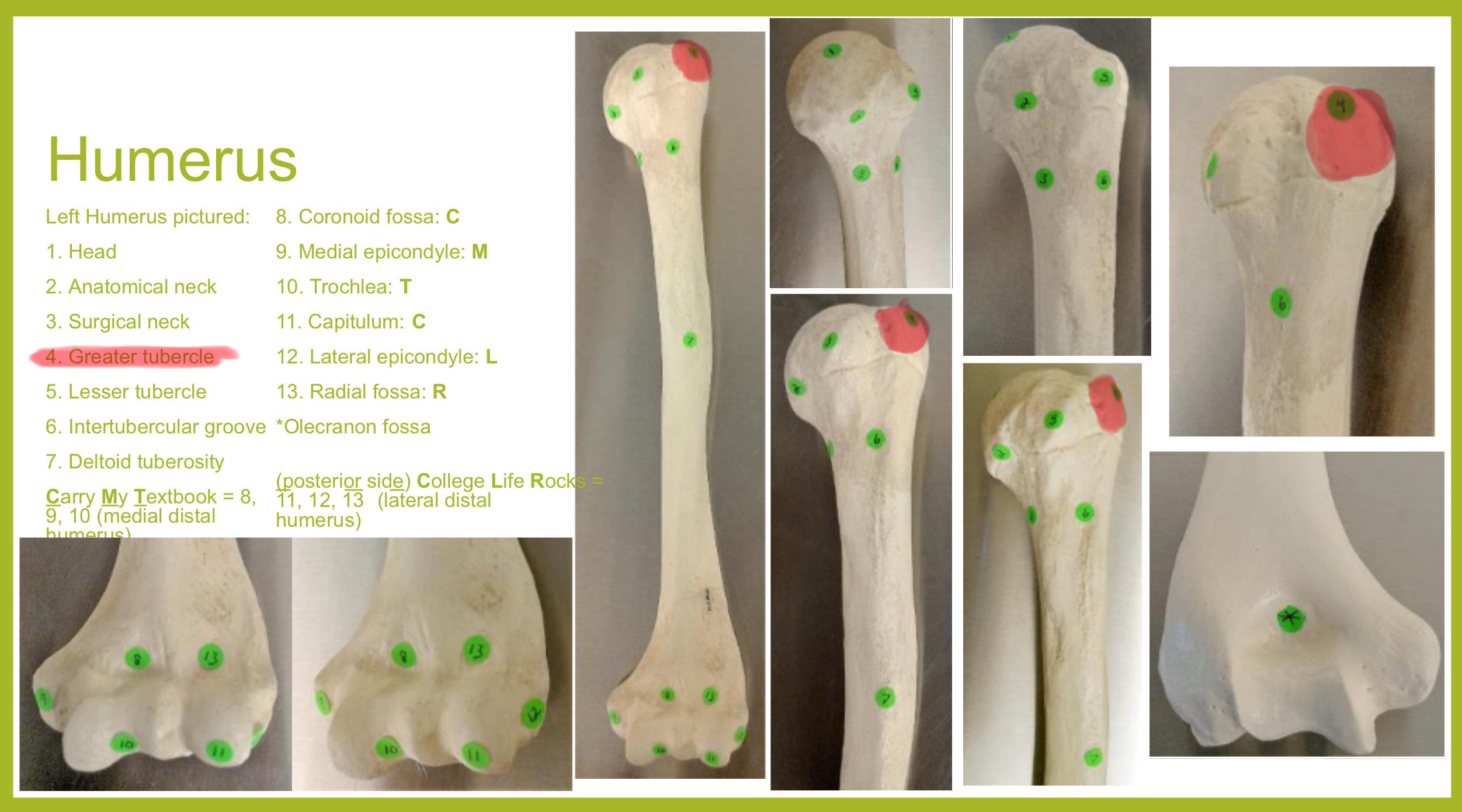 <p>greater tubercle of humerus</p>