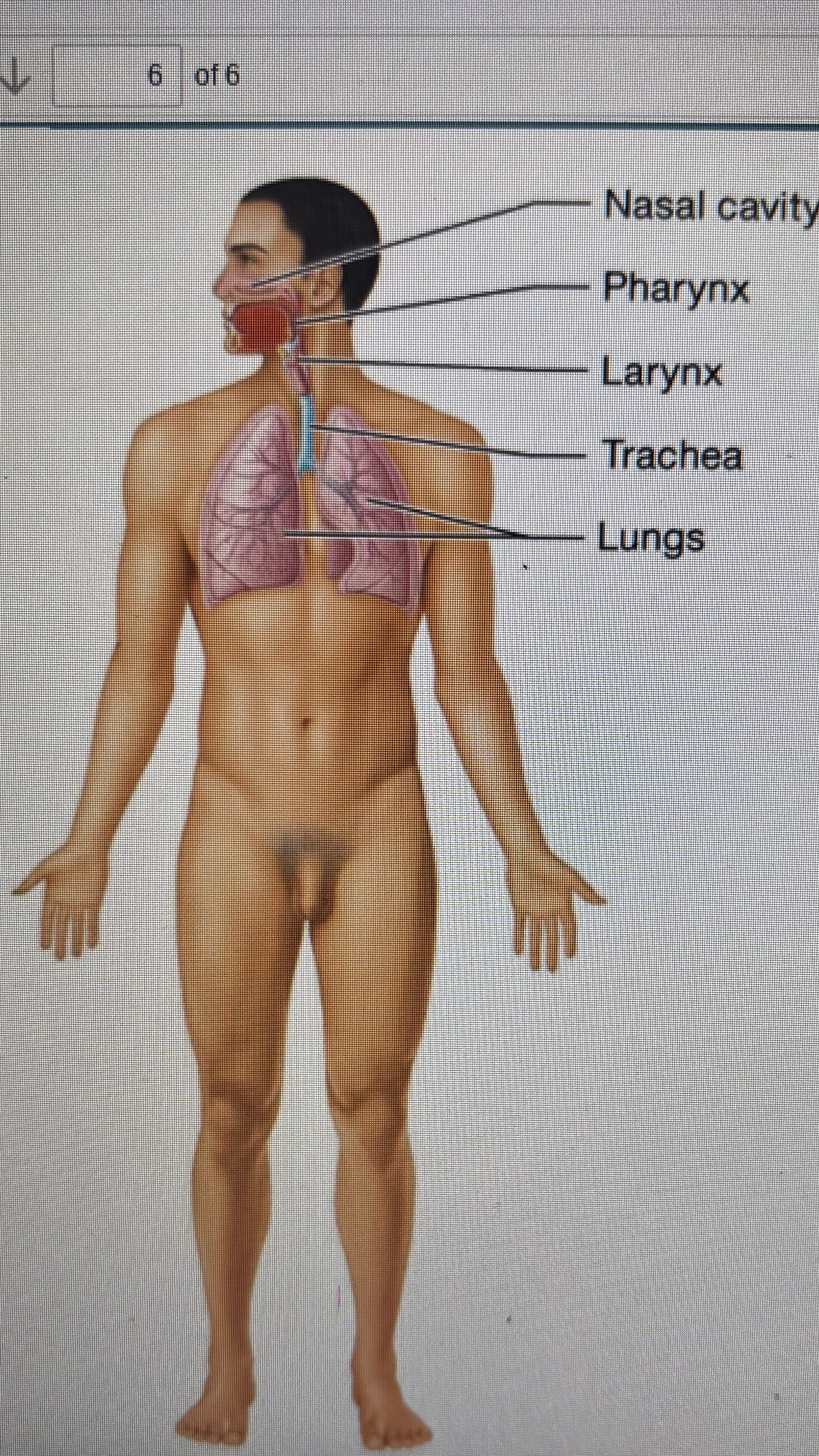 <p>nasal cavity</p><p>pharynx</p><p>larynx</p><p>trachea</p><p>lungs</p>