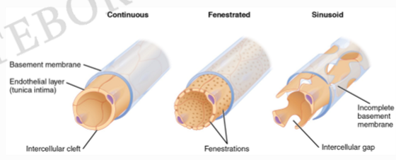 <ul><li><p>Kontinuerliga kapillärer – vanligast  </p></li><li><p>Fenestrerade kapillärer – njure, tarm  </p></li><li><p>Sinusoida kapillärer – stora lumen, diskontinuerliga celler, långsamt blodflöde – lever, mjälte, benmärg</p></li></ul><p></p>
