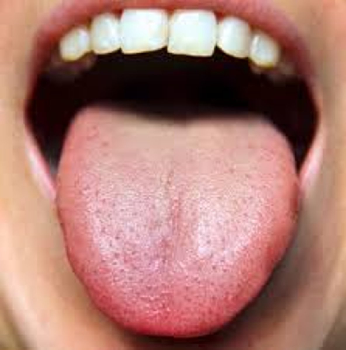 <p>Tongue</p>