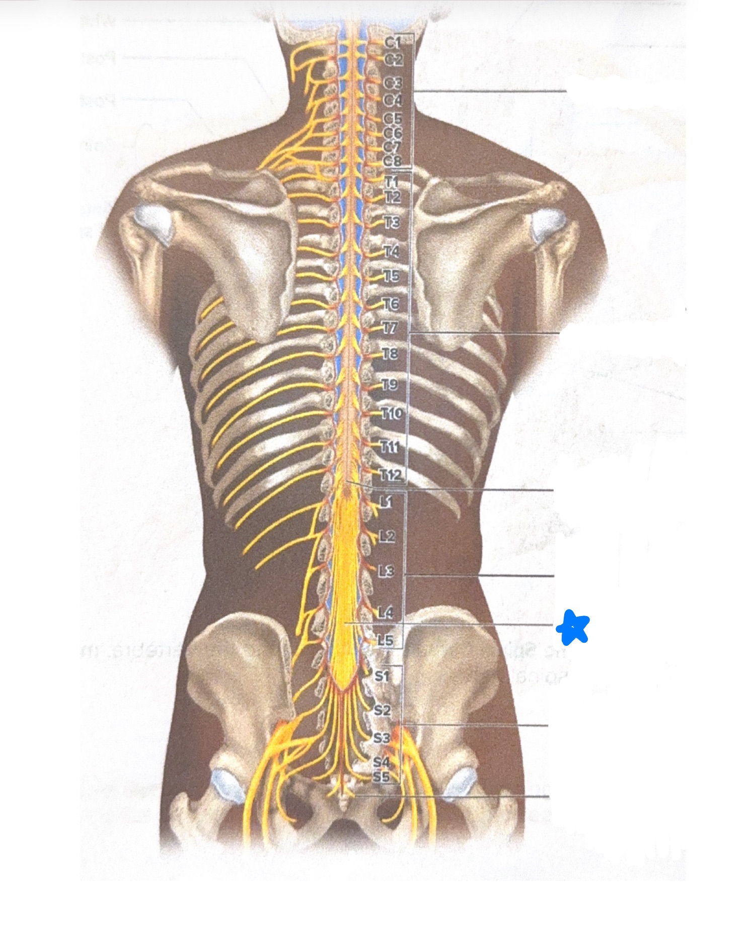<p>Label what is starred in blue</p>