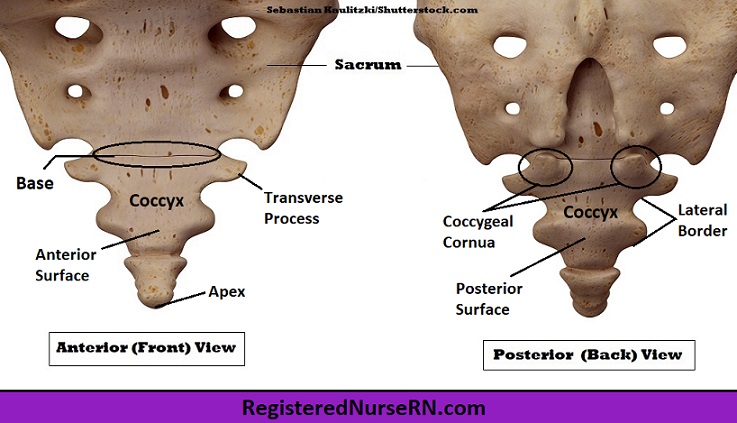 <p>in the very lower part of the vertebral column, consisting of four fused vertebrae that form the tailbone. </p>