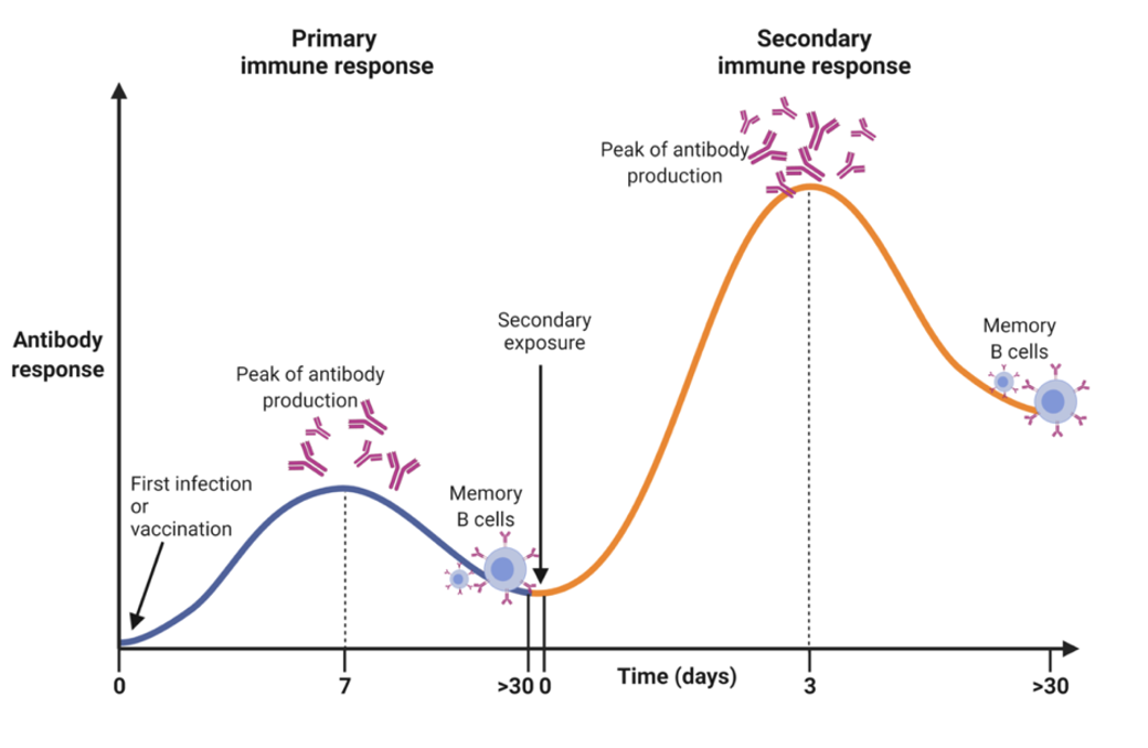 <p><span>1.</span><span style="font-size: 7pt; font-family: &quot;Times New Roman&quot;">&nbsp;&nbsp;&nbsp;&nbsp;&nbsp;&nbsp;&nbsp;&nbsp;&nbsp; </span><span>Vaccines contain weakened or inactive parts of a particular pathogen (<strong>antigen</strong>) which are introduced into the body</span></p><p class="MsoListParagraphCxSpMiddle"><span>2.</span><span style="font-size: 7pt; font-family: &quot;Times New Roman&quot;">&nbsp;&nbsp;&nbsp;&nbsp;&nbsp;&nbsp;&nbsp;&nbsp;&nbsp; </span><span>Body manufactures its own antibodies (to combat the antigen) also manufactures memory cells (<strong>primary response</strong>)</span></p><p class="MsoListParagraphCxSpMiddle"><span>3.</span><span style="font-size: 7pt; font-family: &quot;Times New Roman&quot;">&nbsp;&nbsp;&nbsp;&nbsp;&nbsp;&nbsp;&nbsp;&nbsp;&nbsp; </span><span>Memory cells remain in the body for a long period of time</span></p><p class="MsoListParagraphCxSpMiddle"><span>4.</span><span style="font-size: 7pt; font-family: &quot;Times New Roman&quot;">&nbsp;&nbsp;&nbsp;&nbsp;&nbsp;&nbsp;&nbsp;&nbsp;&nbsp; </span><span>when exposed/infected with pathogen are triggered memory cells</span></p><p class="MsoListParagraphCxSpMiddle"><span>5.</span><span style="font-size: 7pt; font-family: &quot;Times New Roman&quot;">&nbsp;&nbsp;&nbsp;&nbsp;&nbsp;&nbsp;&nbsp;&nbsp;&nbsp; </span><span>produces a faster/larger immune response (secondary response)</span></p><p class="MsoListParagraphCxSpLast"><span>6.</span><span style="font-size: 7pt; font-family: &quot;Times New Roman&quot;">&nbsp;&nbsp;&nbsp;&nbsp;&nbsp;&nbsp;&nbsp;&nbsp;&nbsp; </span><span>patients should now not experience illness/experience less severe illness</span></p>