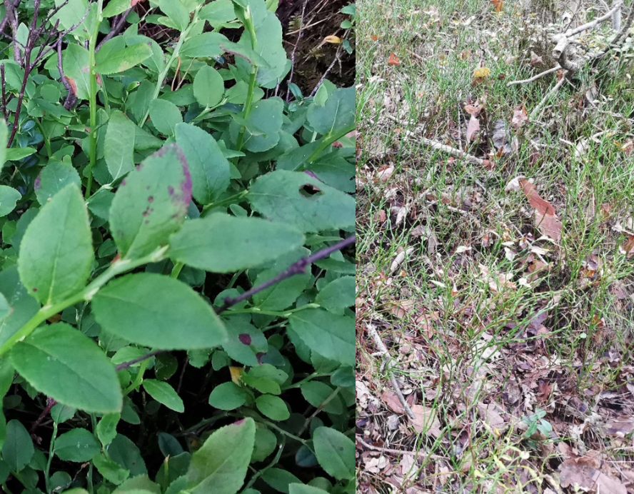 <p>delvis vintergrönt ris. Bladen fälls på vintern men stammen är grön. Hör till ljungväxterna. </p>