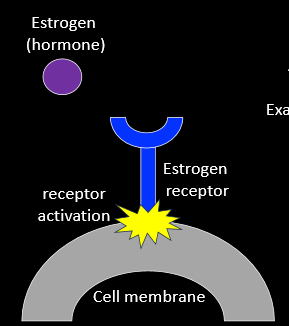<ul><li><p>hormone binds to a receptor</p></li><li><p>activation of the receptor causes a response</p></li><li><p>i.e. uterus-thickening of lining </p></li></ul><p></p>